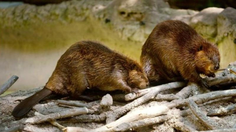 Still image from Beavers And How They Live