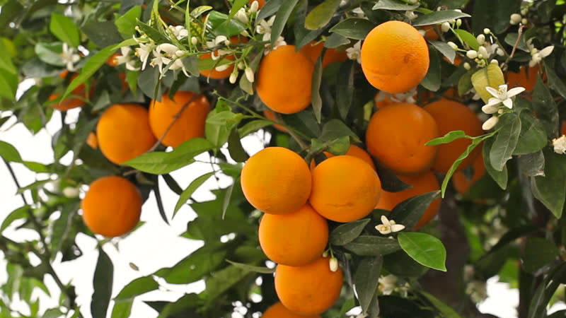 Still image from Oranges: From Farm To Table