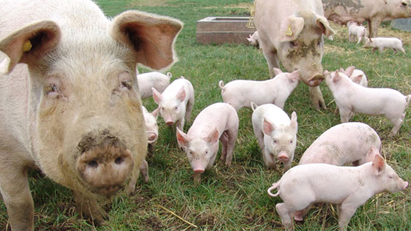 Still image from Pigs!