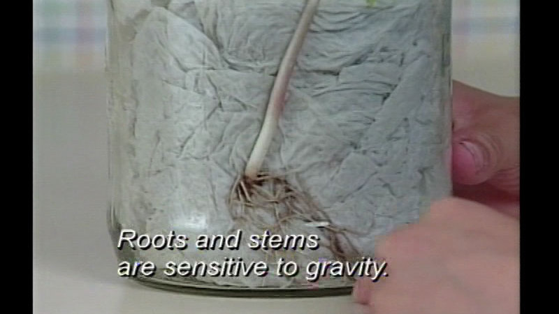 Stem and roots of a plant pressed against the wall of a glass jar. Caption: Roots and stems are sensitive to gravity.