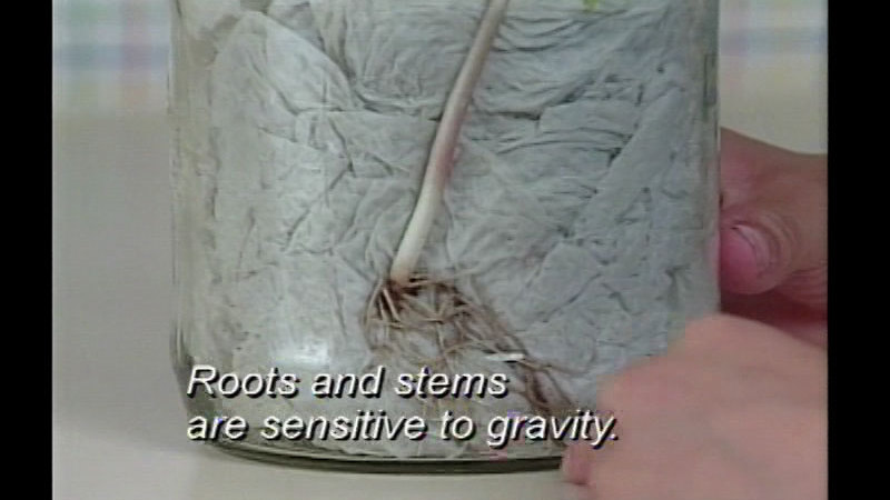 Still image from Plant Adaptations: Why Needles, Why Leaves?