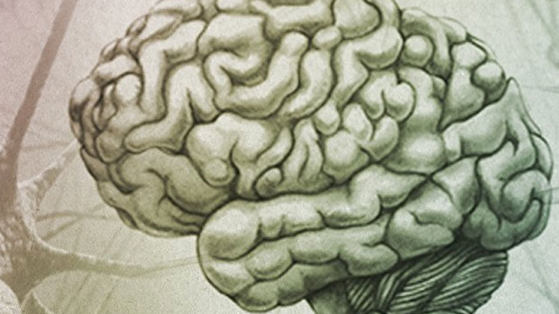 Still image from The Evolution Of The Brain