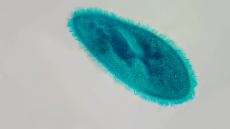 Still image from The Biology Of Ciliates