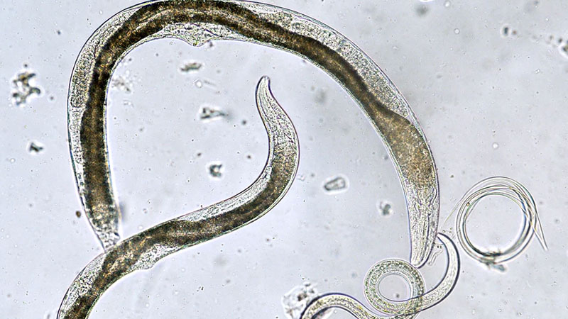 Still image from The Biology Of Nematodes, Rotifers, Bryozoans, And Some Minor Phyla