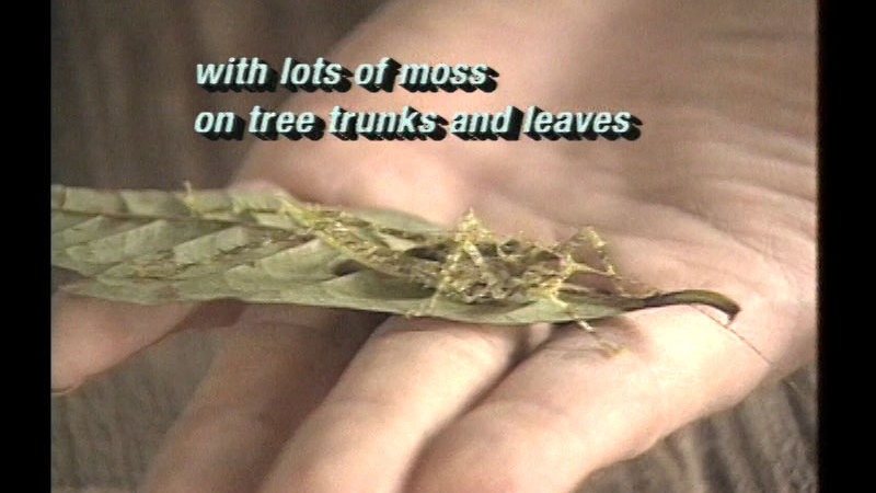 Hand holding a leaf. Almost entirely camouflaged on the leaf is an insect. Caption: with lots of moss on tree trunks and leaves
