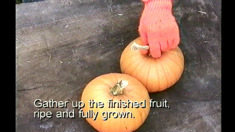 Two pumpkins, one being picked up by a gloved hand. Caption: Gather up the finished fruit, ripe and fully grown.