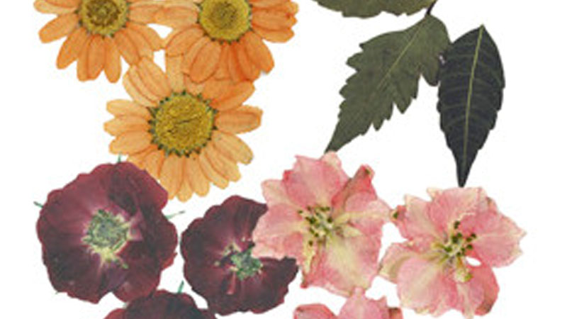 Still image from Magic With Floral Décor: Dried Flower Fantasy