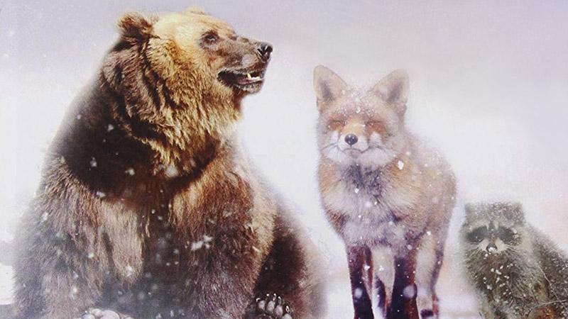 Still image from Winslow The Christmas Bear