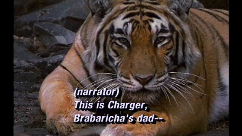 Close up of an orange, white, and black tiger laying down. Caption: (narrator) This is charger, Brabaricha's dad --