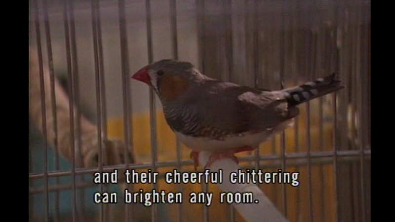A bird in a cage perched on a stick. Caption: and their cheerful chittering can brighten any room.