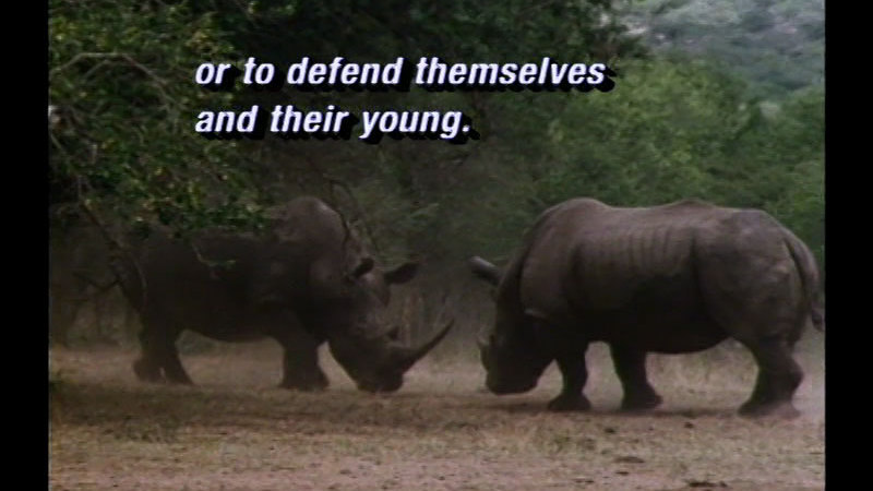 Two rhinos facing each other with heads lowered, in a clearing surrounded by trees. Caption: or to defend themselves and their young.