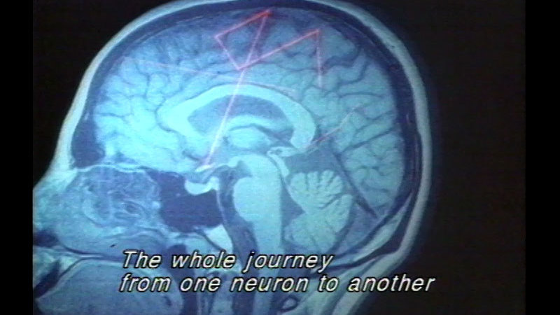 Computer image displaying a cross section of the human head with a path through the brain highlighted in red. Caption: The whole journey from one neuron to another