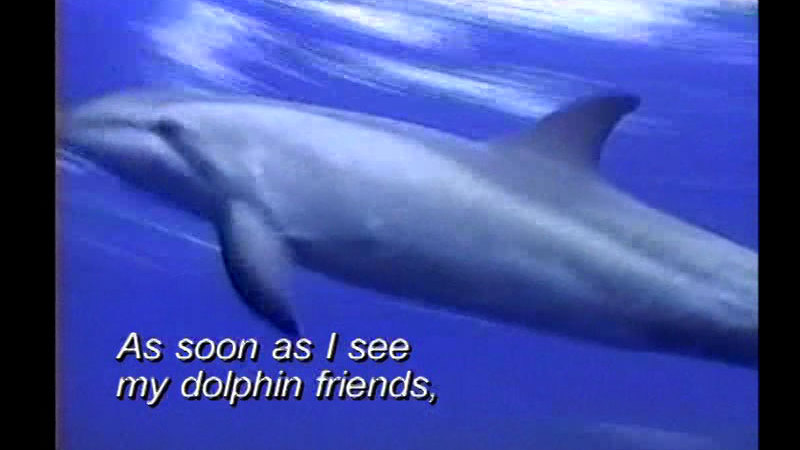 A dolphin in blue water. Caption: As soon as I see my dolphin friends,