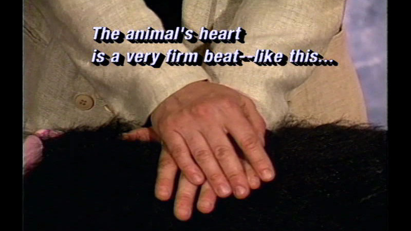 A pair of hands, one on top of the other, on a furry body. Caption: The animal's heart is a very firm beat-- like this…