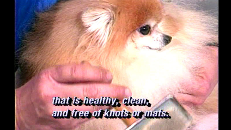 A small fluffy light brown and white dog being held by a human. Caption: that is healthy, clean, and free of knots or mats.