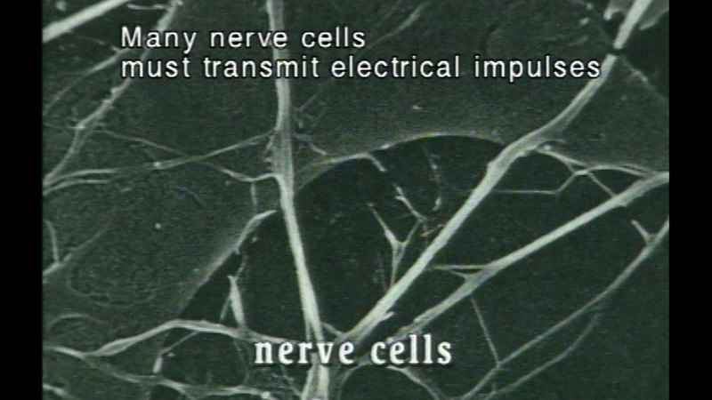 Closeup of nerve cells. Caption: Many nerve cells must transmit electrical impulses
