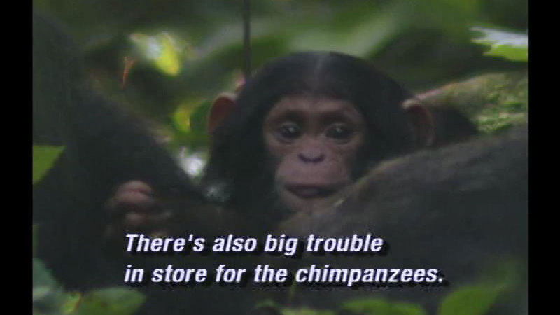 The upper body of a chimpanzee visible in between the trees. Caption: There's also big trouble in store for the chimpanzees.