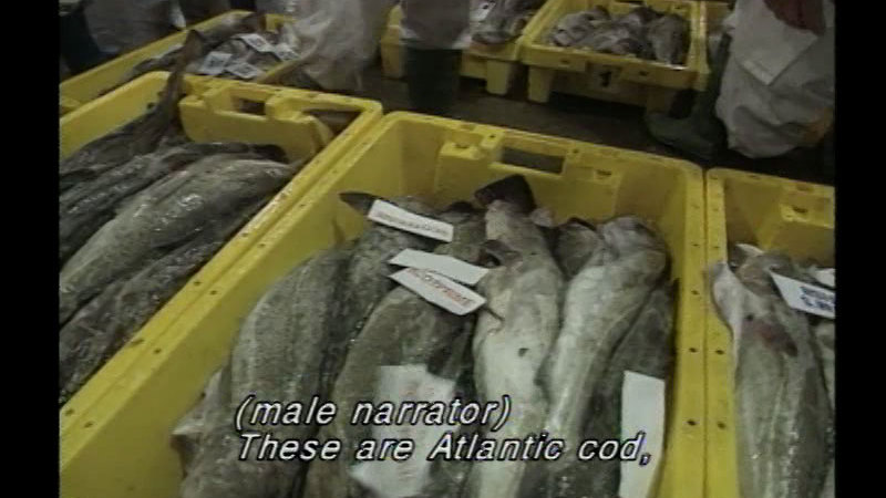 Yellow bins of large fish. Caption: (male narrator) These are Atlantic cod,