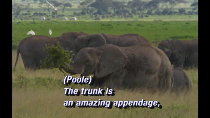 Elephants in the wild. One has a large amount of plant matter held in its trunk. Caption: (Poole) The trunk is an amazing appendage,