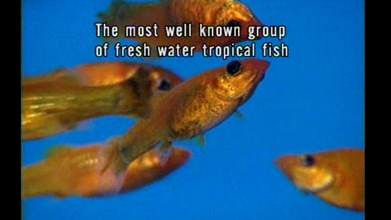 Close up of several small orange fish swimming in the water. Caption: The most well known group of fresh water tropical fish
