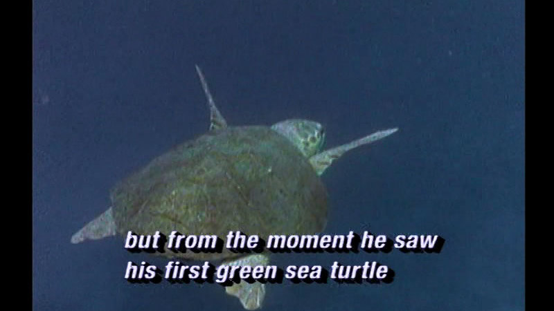 A sea turtle swimming in the water. Caption: but from the moment he saw his first green sea turtle