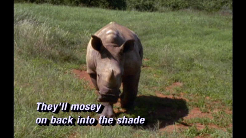 A rhino walking through a field of grass. Caption: They'll mosey on back into the shade