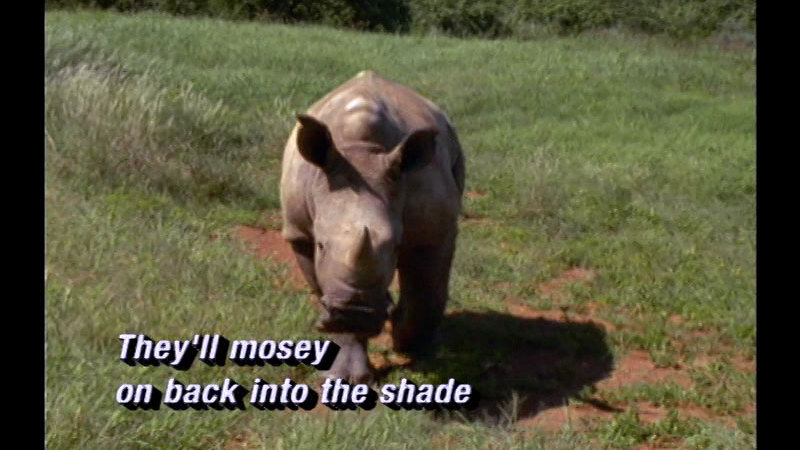 Still image from Kenyan Wildlife Vet