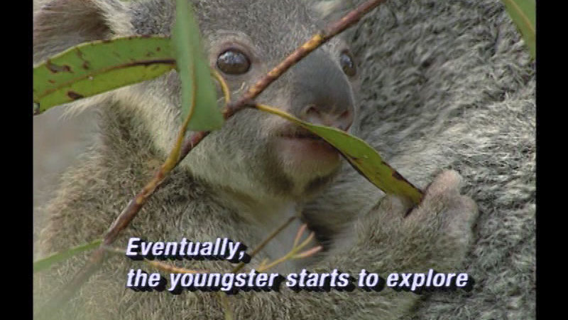 Still image from Koalas
