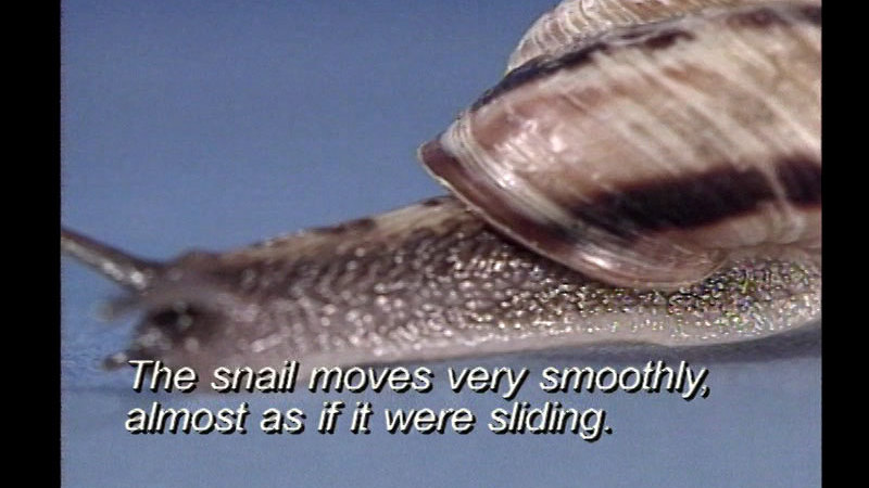 Close up of a snail. Caption: The snail moves very smoothly, almost as if it were sliding.
