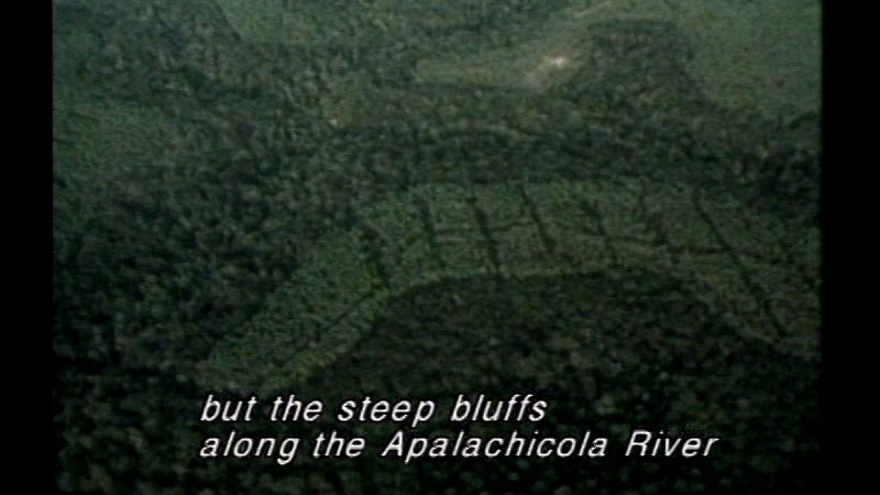 Indistinct light and dark green pattern. Caption: but the steep bluffs along the Apalachicola River