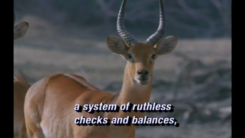 A deer-like animal with a pair of sharp horns. Caption: a system of ruthless checks and balances,