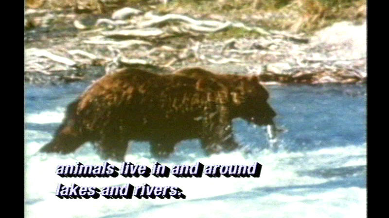 Bear in a river on all fours with a fish in its mouth. Caption: animals live in and around lakes and rivers.