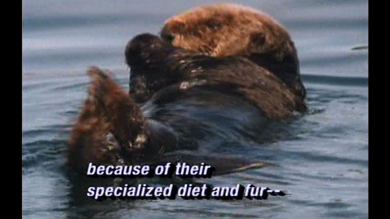 Sea otter swimming on its back. Caption: because of their specialized diet and fur --