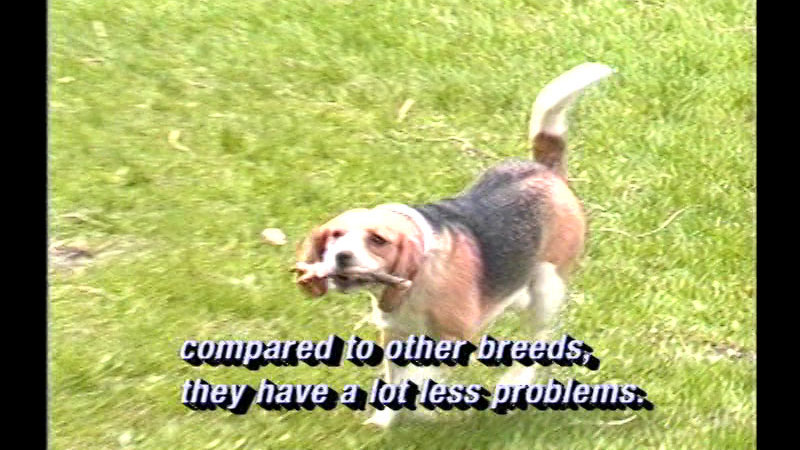 Beagle on a lawn with a stick in its mouth. Caption: compare to other breeds, they have a lot less problems.