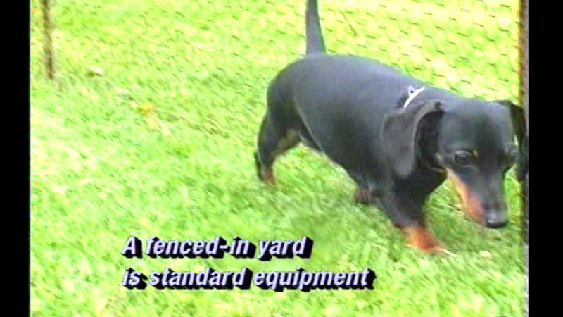 Dachshund on the grass walking next to a fence. Caption: A fenced-in yard is standard equipment.
