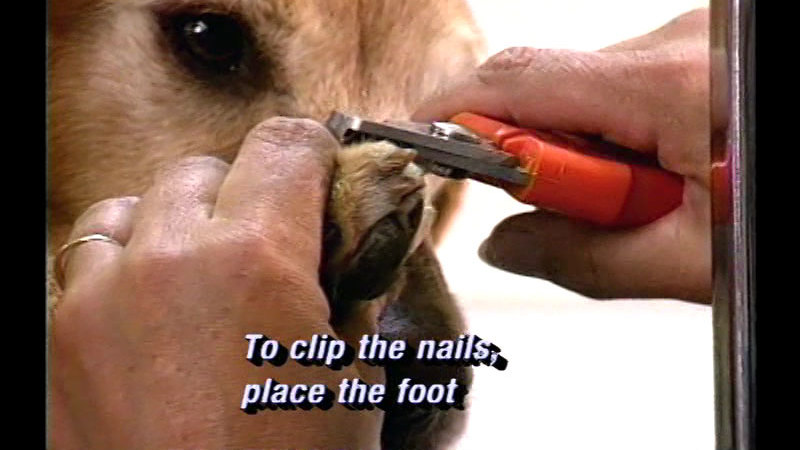 A dog getting its toenails clipped. Caption: To clip the nails, place the foot