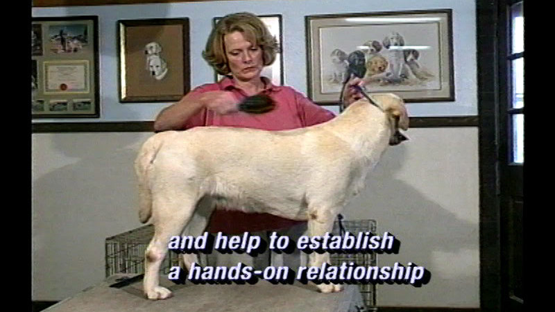 Dog being held by the collar while a person brushes it. Caption: and help to establish a hands-on relationship