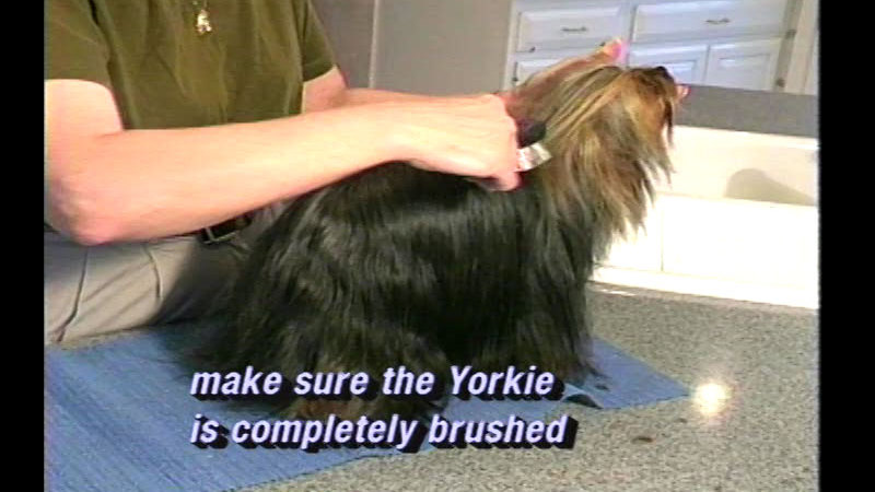 Dog being held while a person brushes it. Caption: make sure the Yorkie is completely brushed