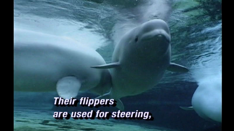 Three beluga whales swimming under water. Caption: Their flippers are used for steering,