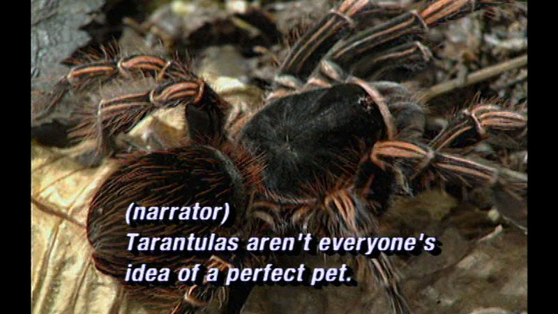 Closeup of a large black tarantula with orange hairs. Caption: (narrator) Tarantulas aren't everyone's idea of a perfect pet.