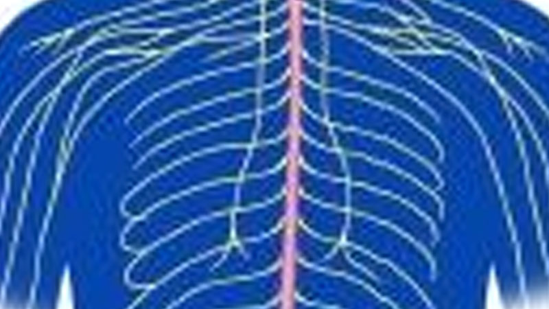 Still image from What's Inside Your Body? Bones & Muscles/Nervous System