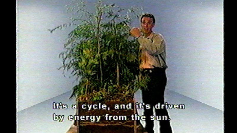 Man standing next to leafy plants. The soil has been cut away so that the root structure is visible. Caption: It's a cycle, and it's driven by energy from the sun.