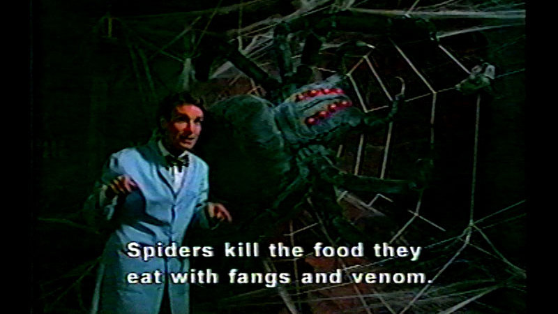 Man with a man-sized spider on a web behind him. Caption: Spiders kill the food they eat with fangs and venom.