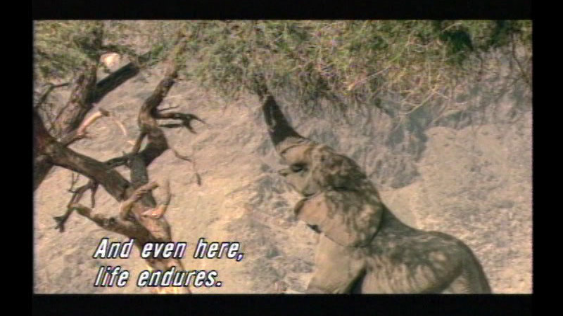 Still image from The Living Sands