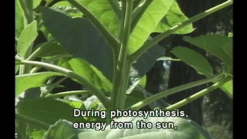 Bright green leaf and stem of a plant. Caption: During photosynthesis, energy from the sun,