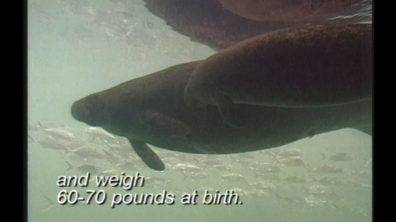 Adult and baby manatee in the water as seen from below. Caption: and weigh 60-70 pounds at birth.