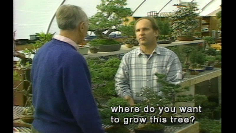 Two people talking while standing among numerous bonsai plants in a greenhouse. Caption: where do you want to grow this tree?