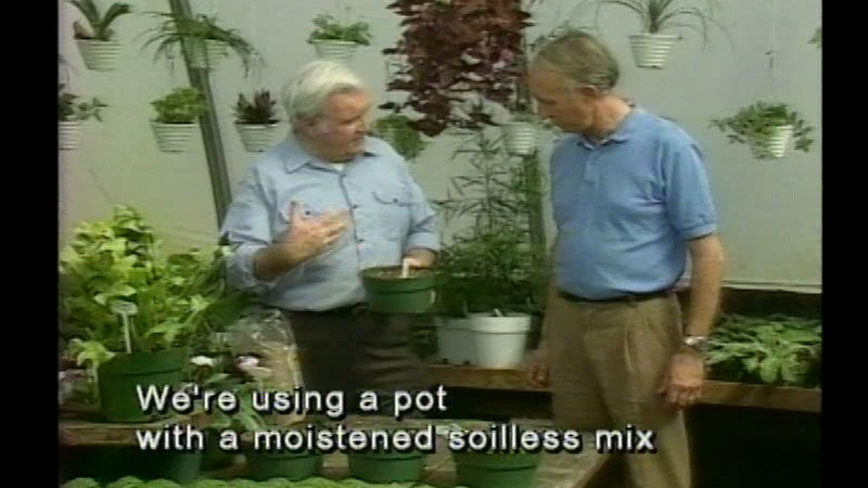 Two people talking while standing in a greenhouse surrounded by potted and hanging plants. Caption: We're using a pot with a moistened soilless mix