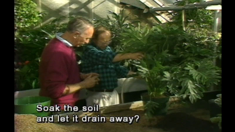 Two people talking while standing in a greenhouse surrounded by potted and planted plants. Caption: Soak the soil and let it drain away?