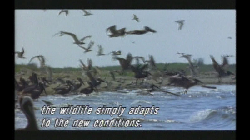 Flock of large birds landing on the shore and in the water. Caption: the wildlife simply adapts to the new conditions.